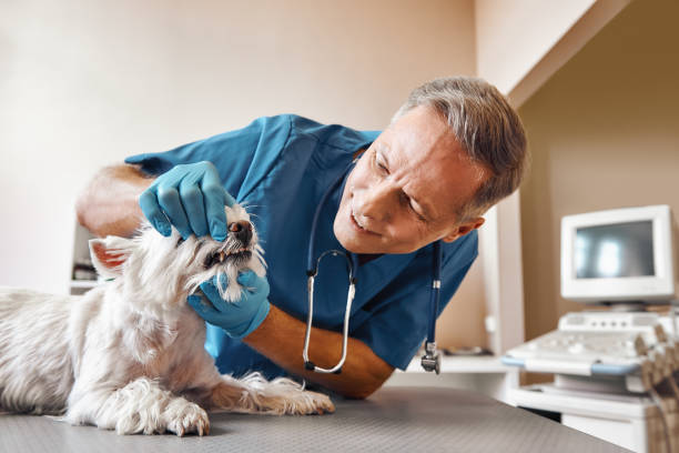Best Weekend Emergency Dentist in Spring Hill, TN